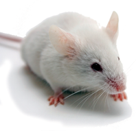 picture of white mouse